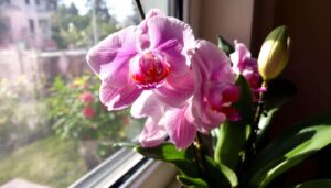 Deine Orchideen stehen am Fenster? Warum du sie jetzt lieber umstellen solltest